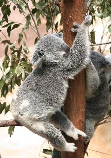 Cuddly Koala